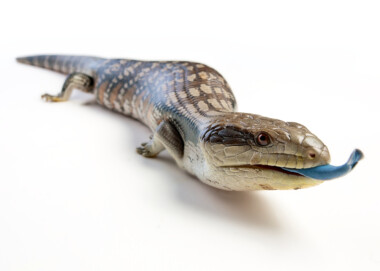 Blue Tongue Skink Care Guide Price Petsoid