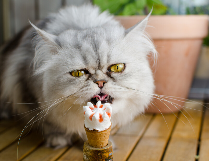 Can Cats Eat Ice Cream Petsoid