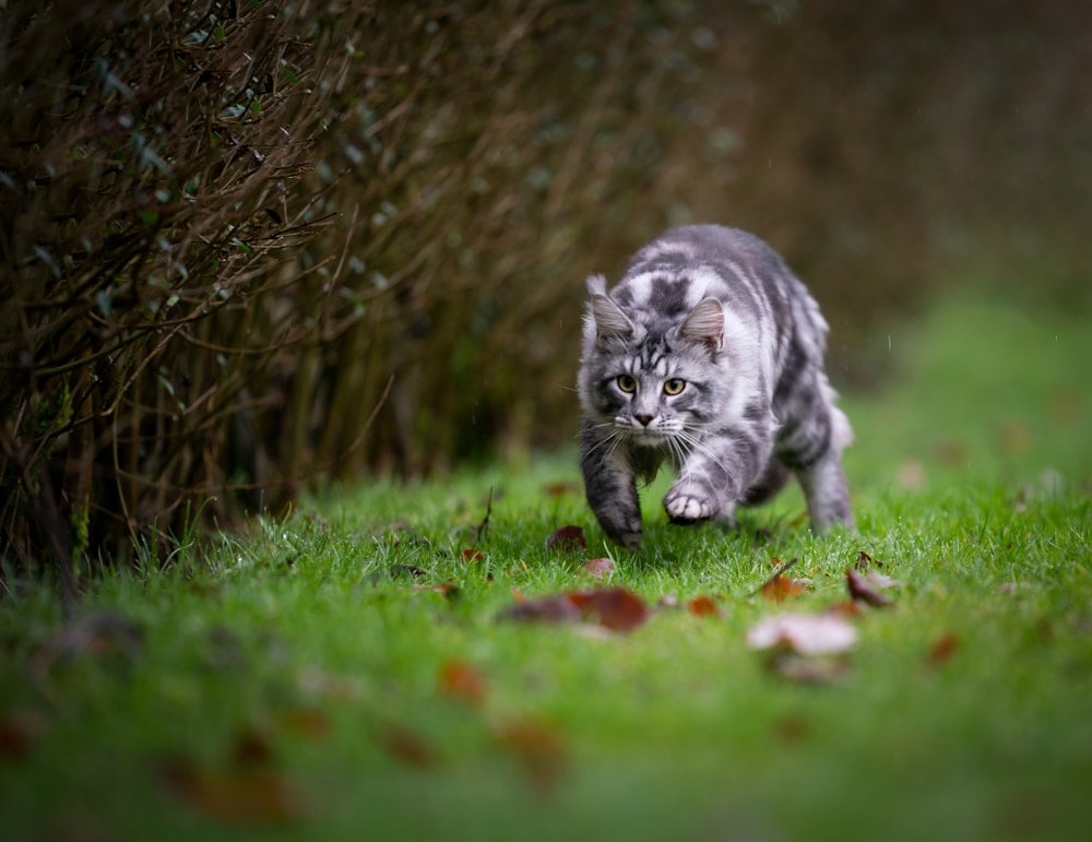 How Fast Can A Cat Run Petsoid