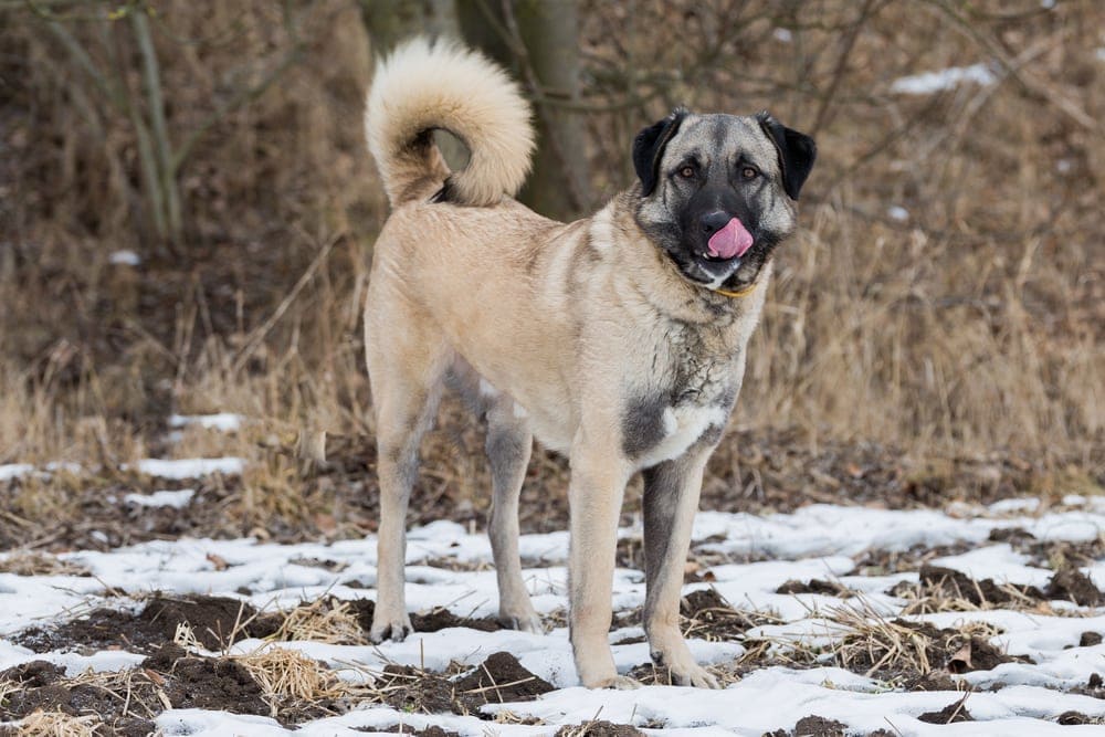 Anatolian Shepard Dog