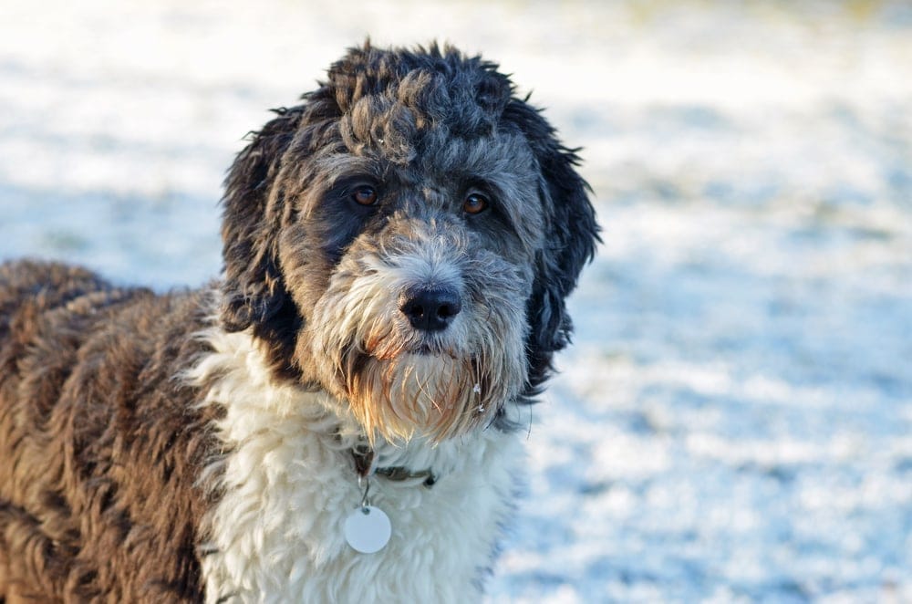 Aussiedoodle in snow