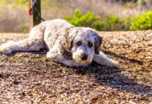 10 Facts Only Aussiedoodle People Understand