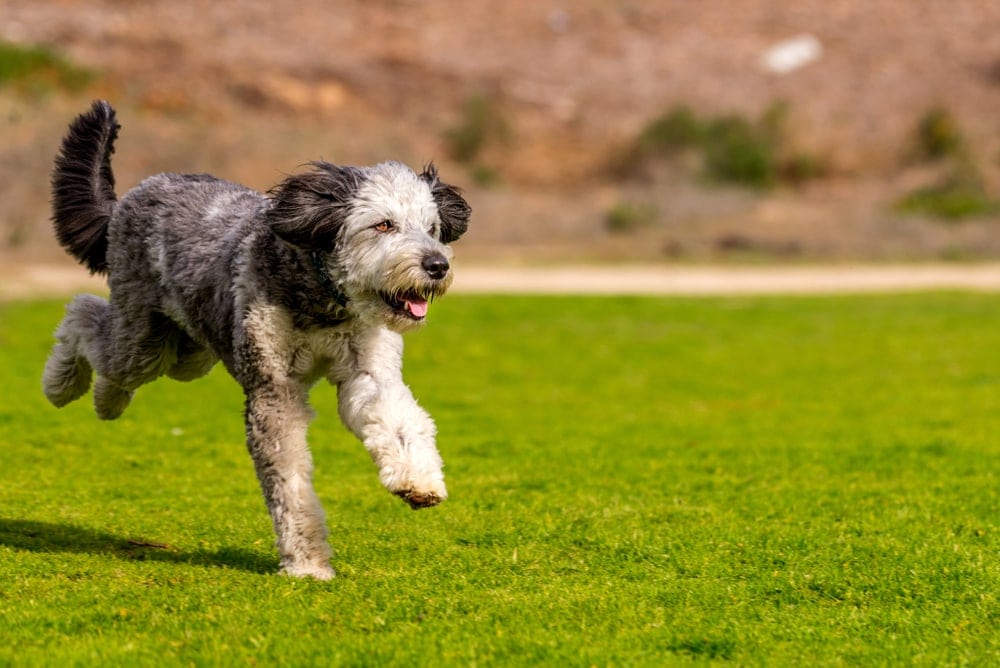 Aussiedoodle running