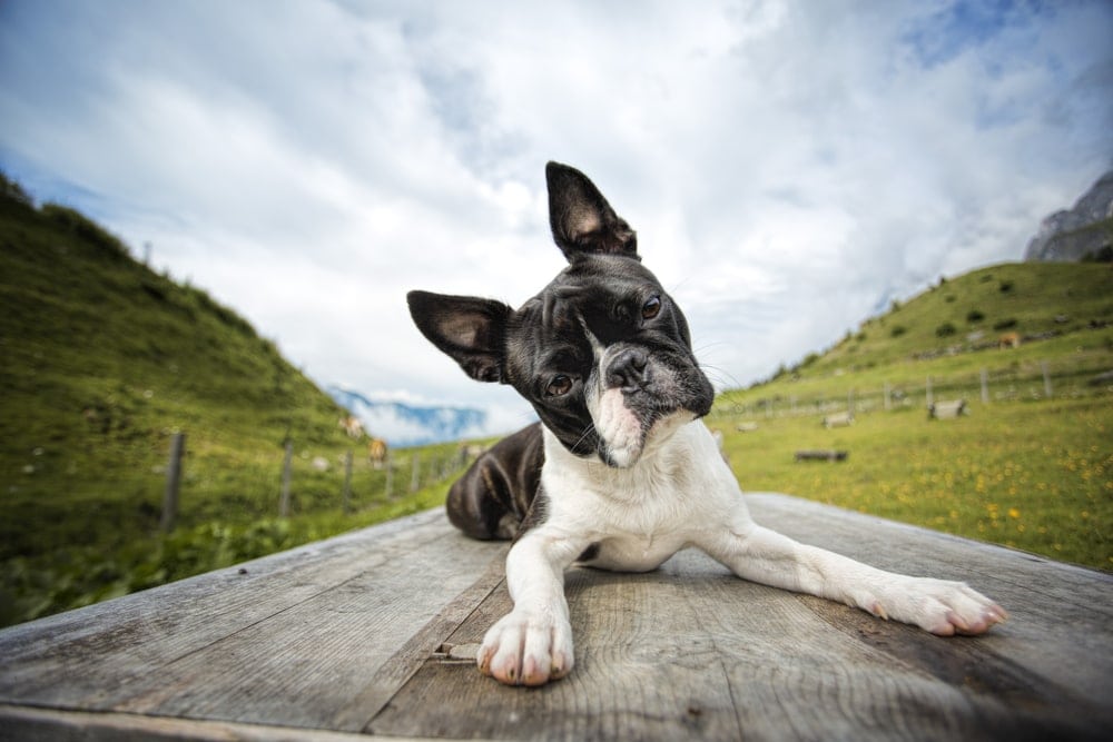 11 Best Dog Breeds for Laid Back People » Petsoid