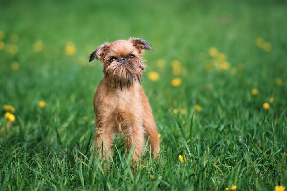 Brussels Griffon 1