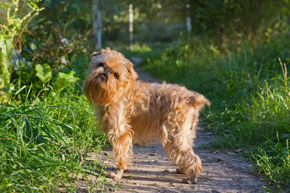 Brussels Griffon