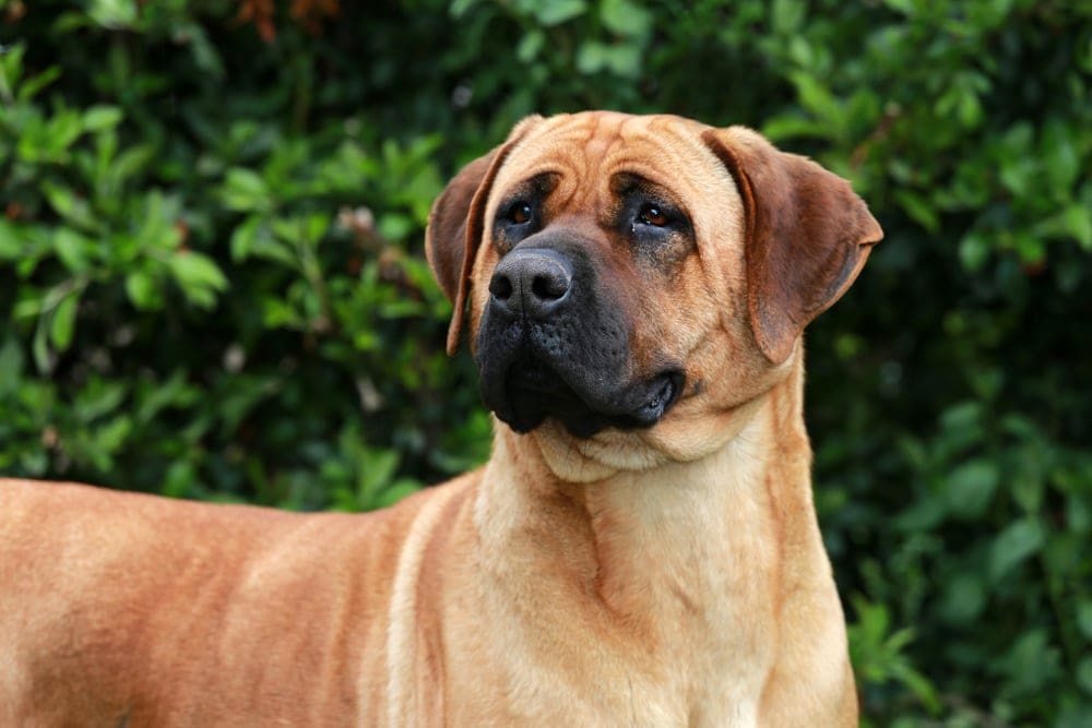 Bull Mastiff close up