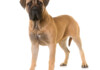 10 Popular Gentle Giant Dog Breeds