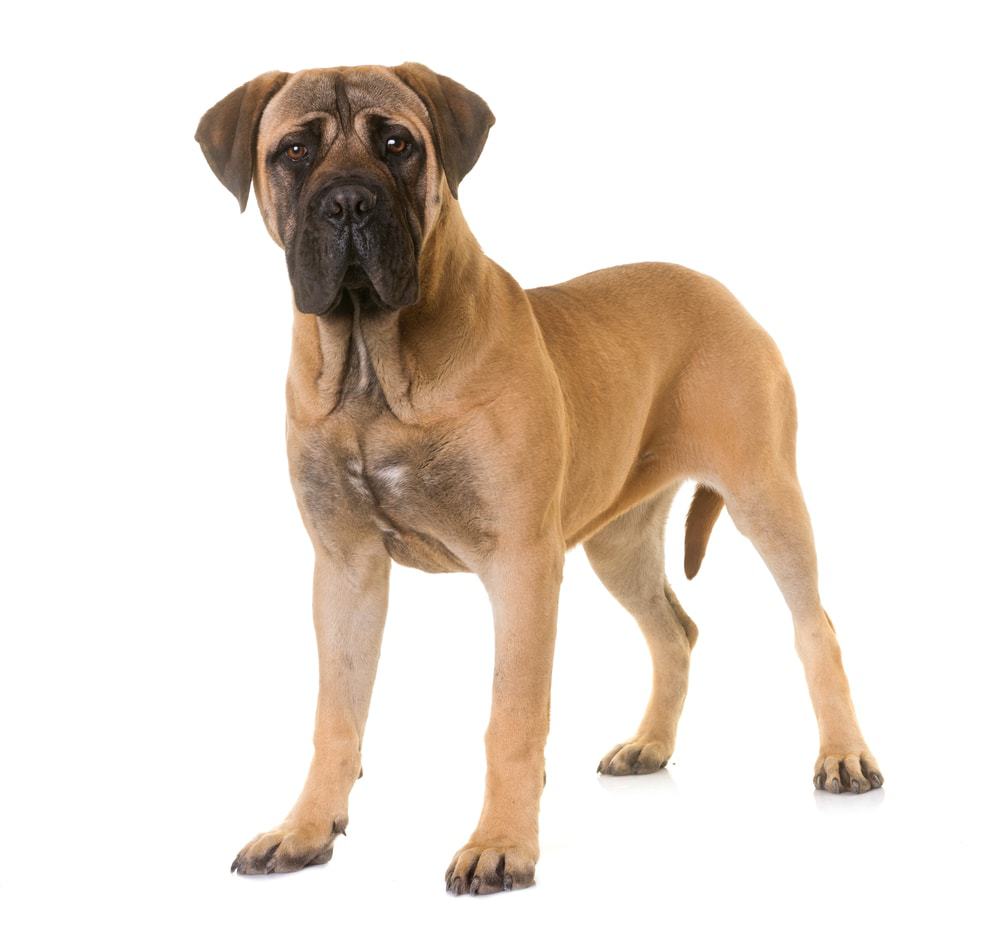 gentle giant breeds