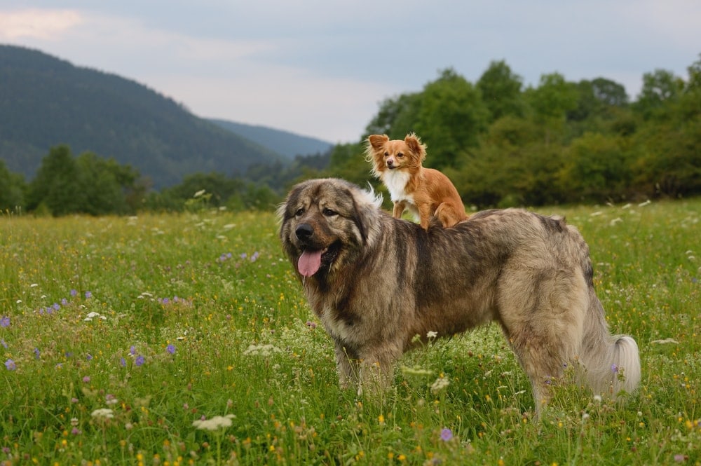 Caucasian Shepherd large