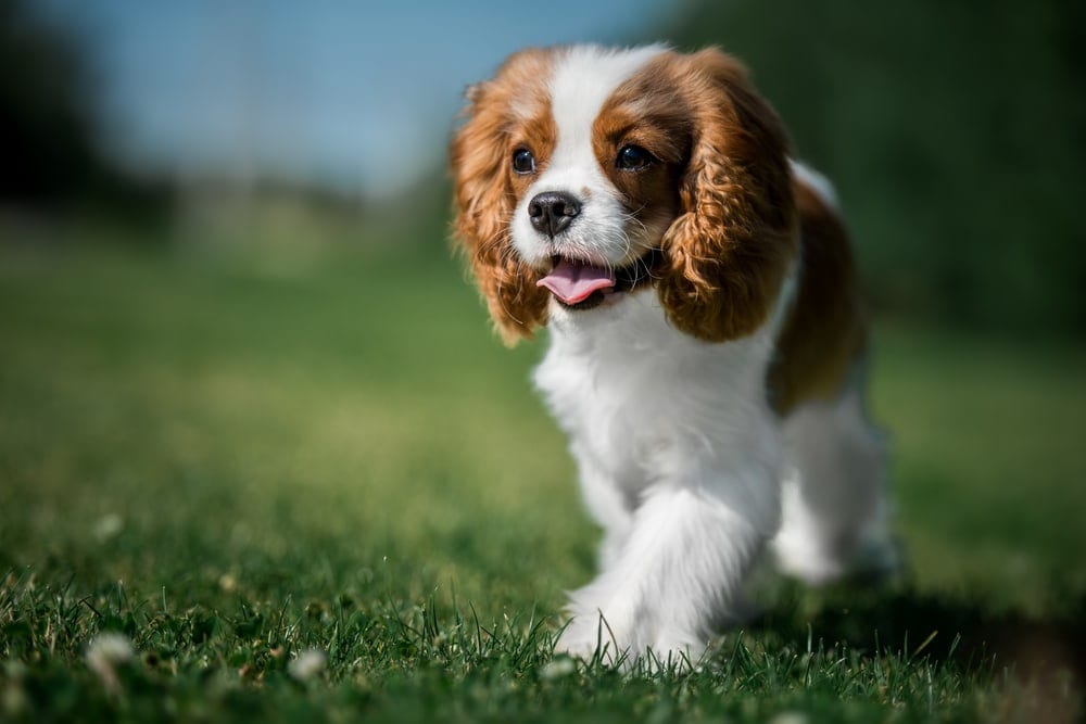 dogs king charles spaniel