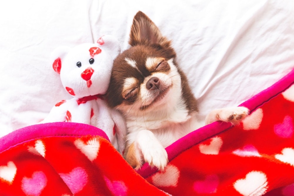 Chihuahua in bed