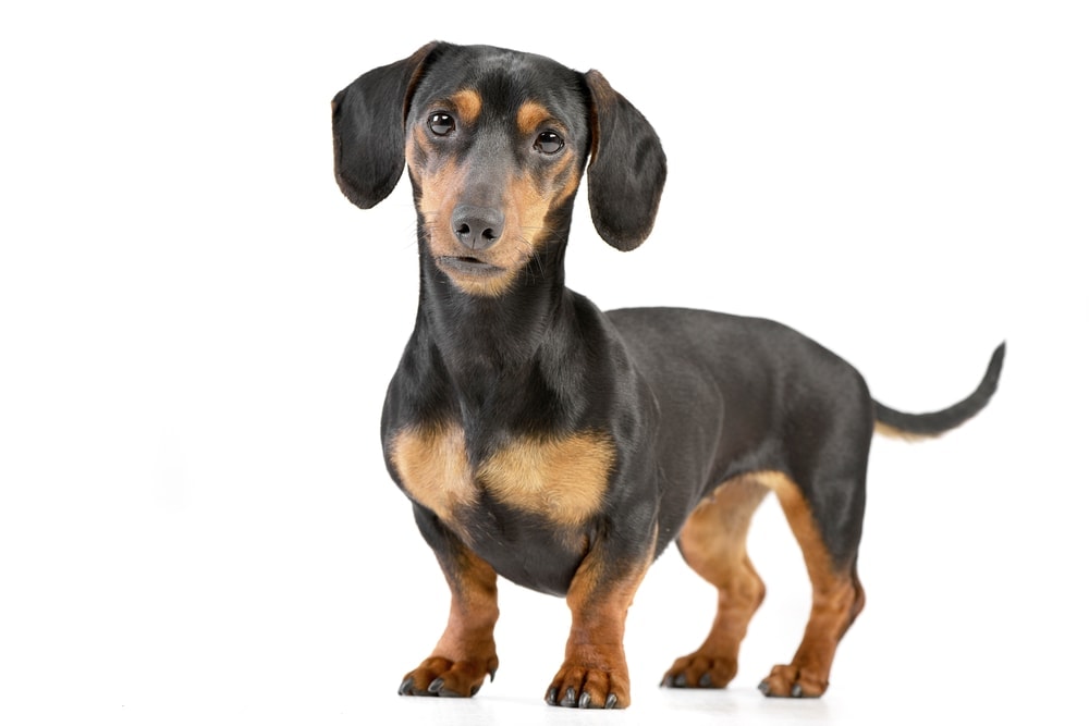 Dachshund