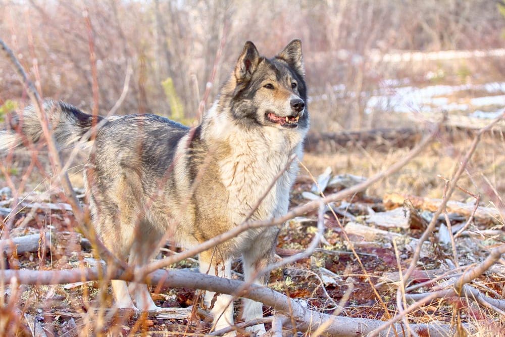 laika dog breed