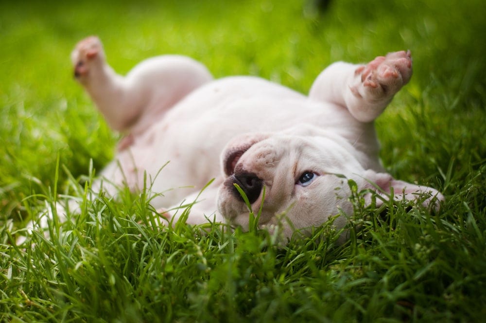 English Bulldog puppy