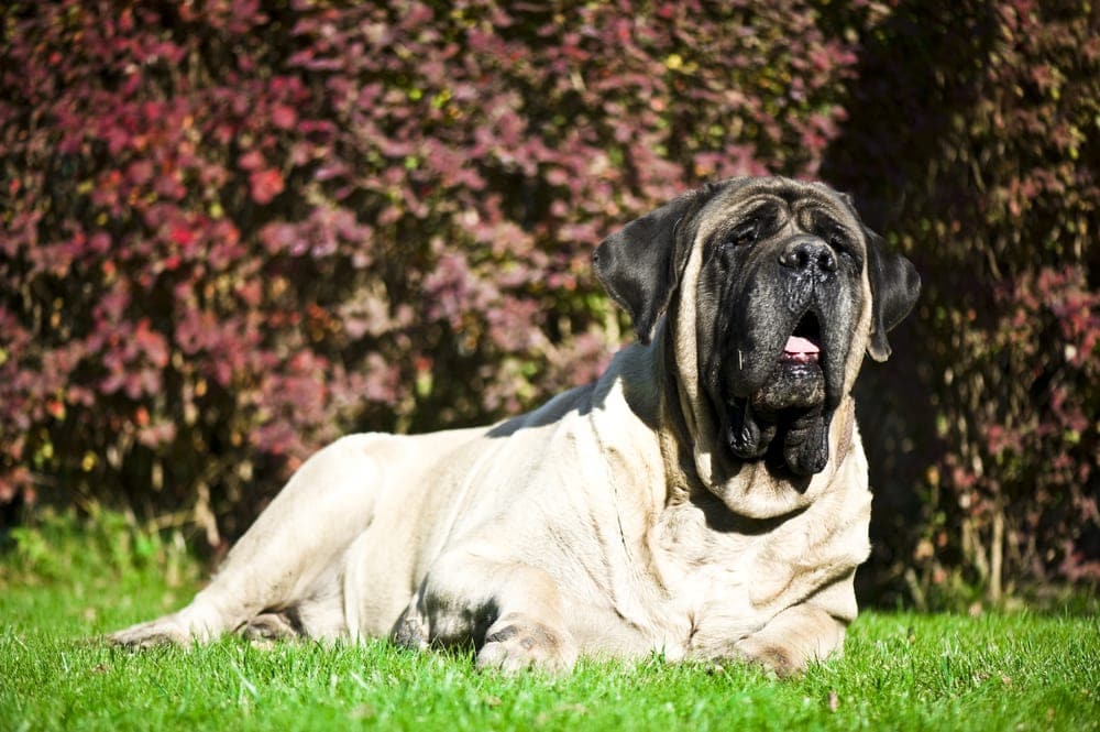 English Mastiff large