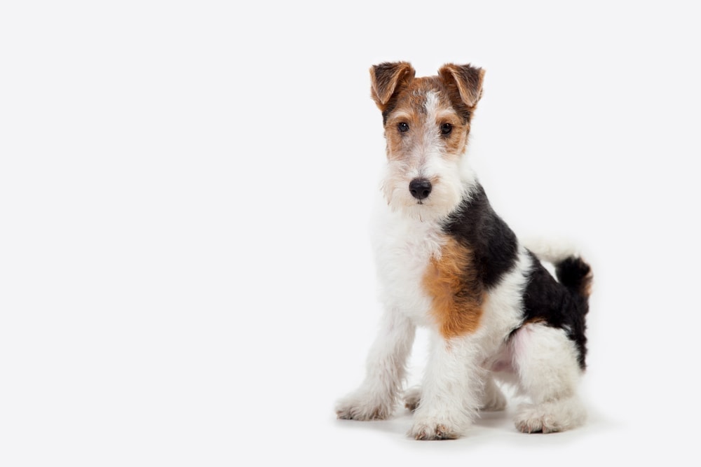 Fox Terrier