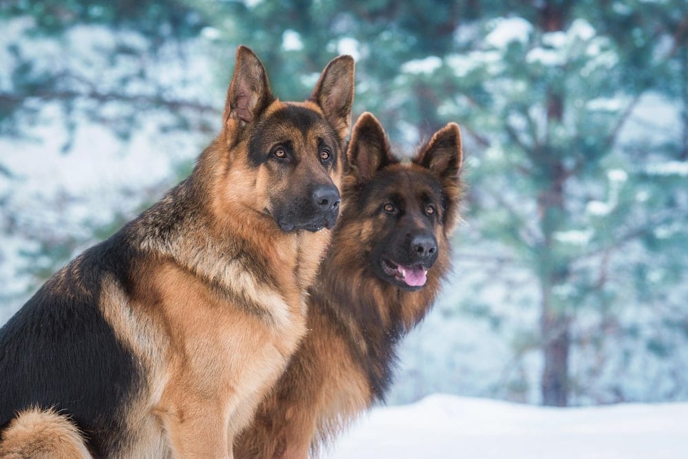 gentle giants german shepherds