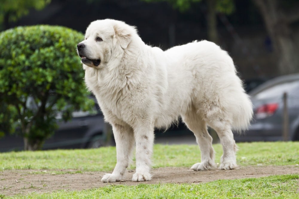 Great Pyrenees 1