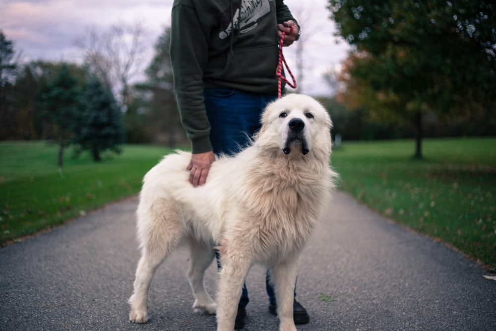 Great Pyrenees large