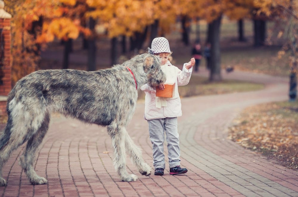 Irish Wolfhound large