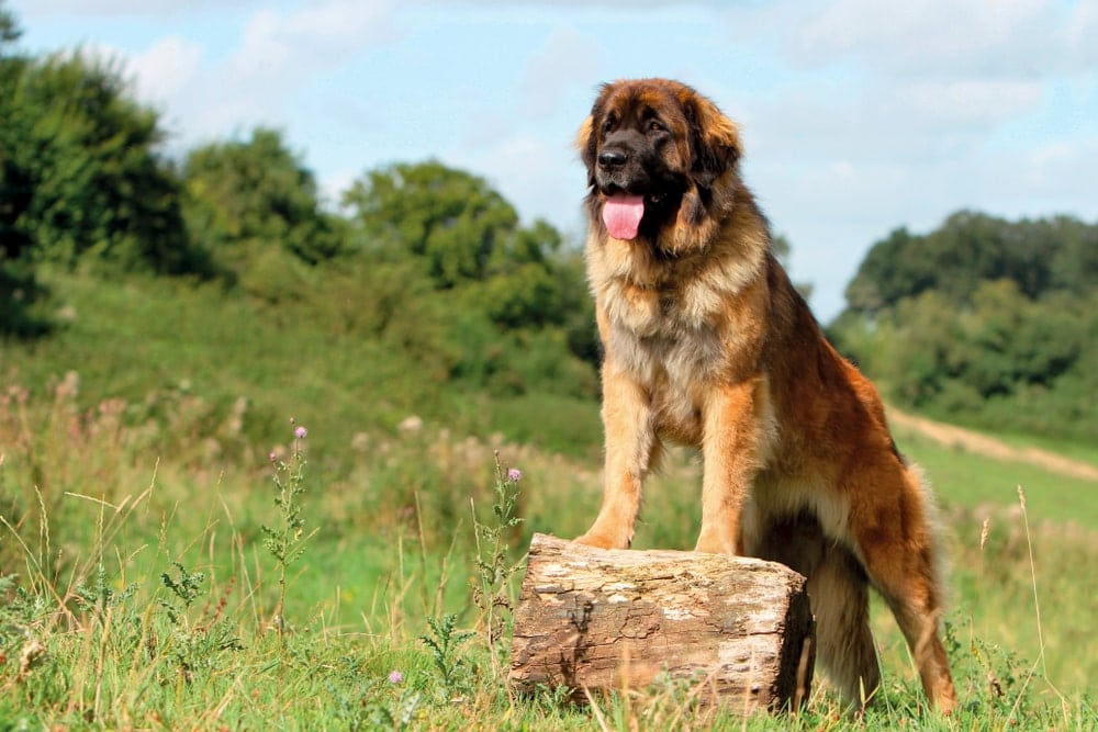 Leonberger large