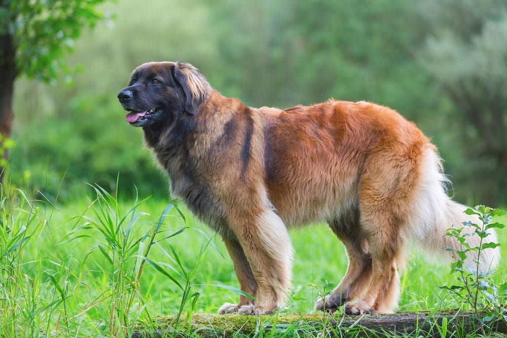 10 Popular Gentle Giant Dog Breeds » Petsoid