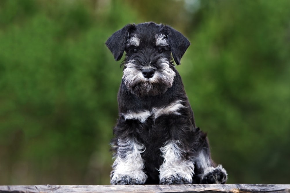 Miniature Schnauzer