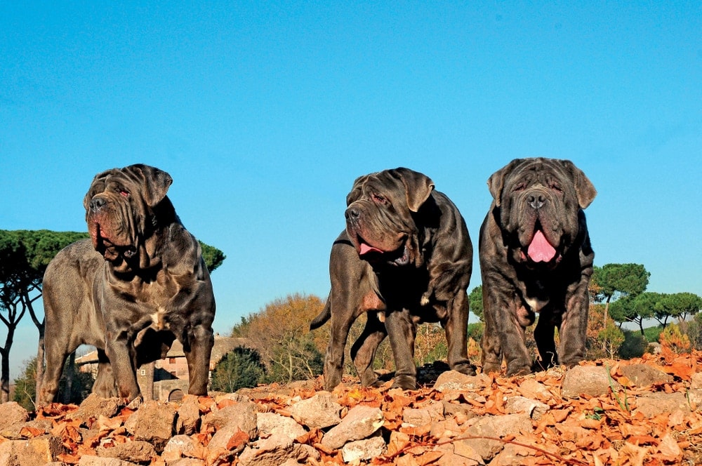 Neapolitan Mastiff three large