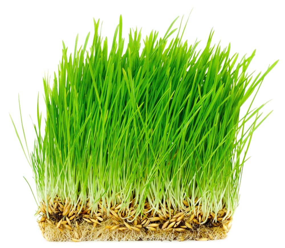 Oat grass