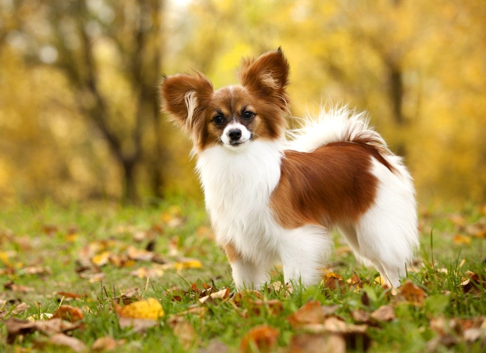 most intelligent small dog breeds