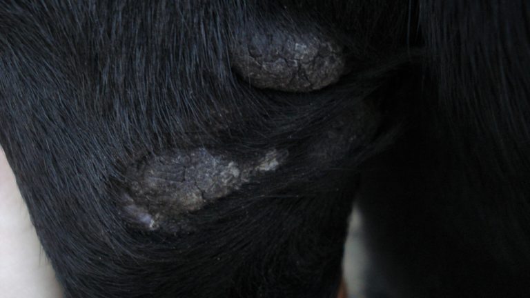 Hyperkeratosis in Dogs Paws and How to Heal it - Petsoid