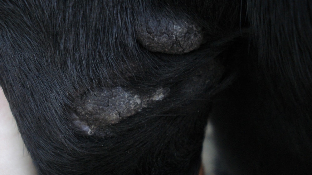 dog pad hyperkeratosis