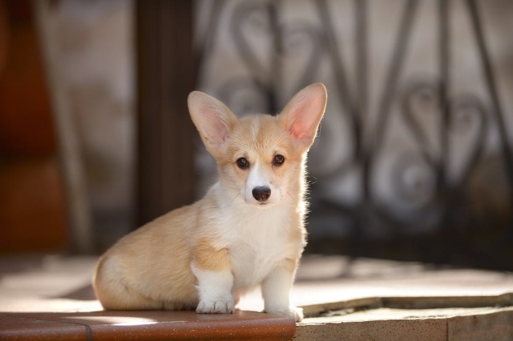 Pembroke Welsh Corgi dog