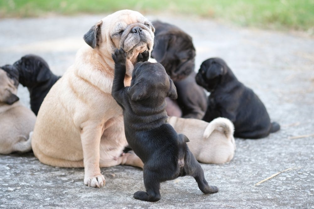 Pug with puppies
