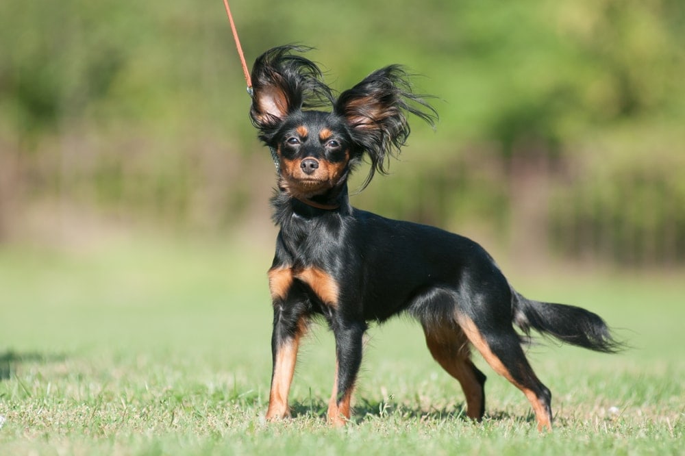 10 Dog Breeds From Russia With Pictures » Petsoid