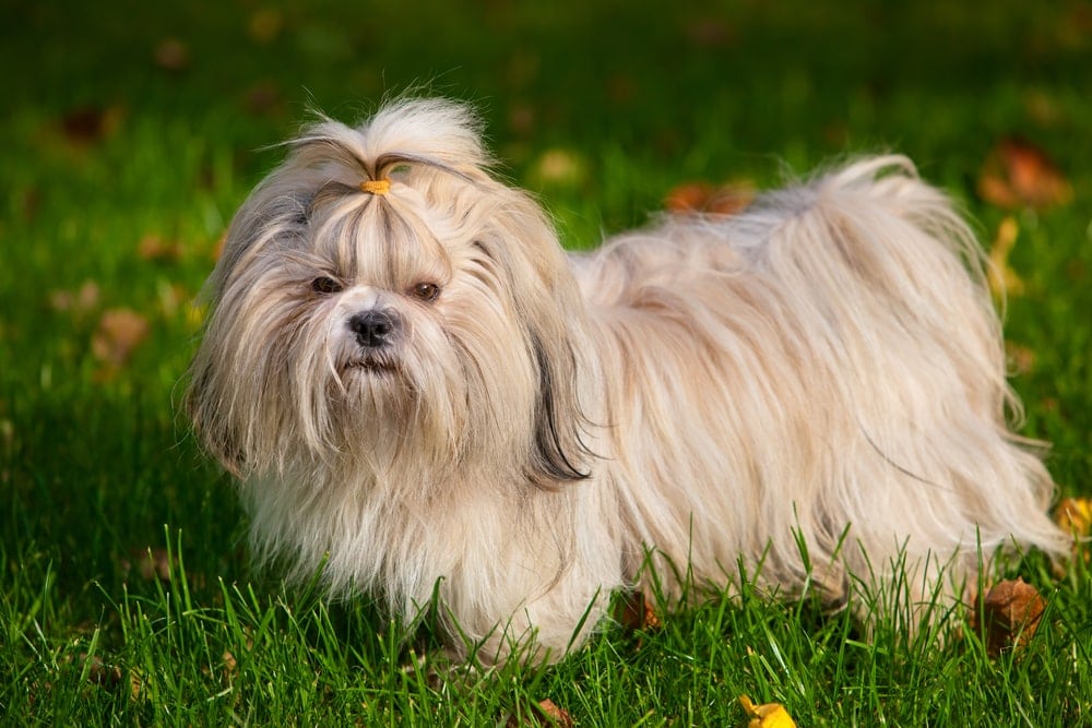 10 Most Low Maintenance Dog Breeds » Petsoid