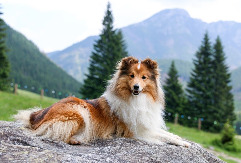 The Shetland Sheepdog