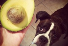 Are Avocados Bad & Dangerous for Dogs?