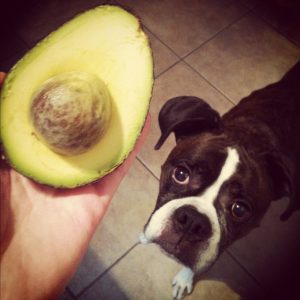 avocado dog