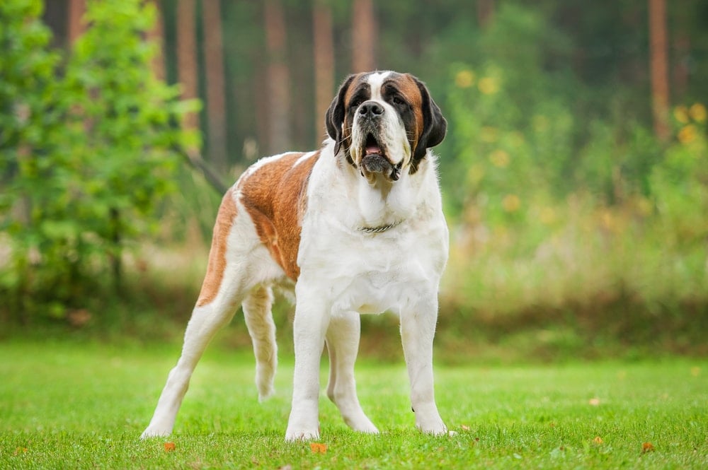 big Saint Bernard