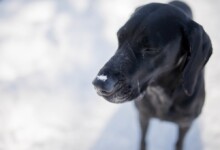 Can Ice Cubes Hurt Your Dog?