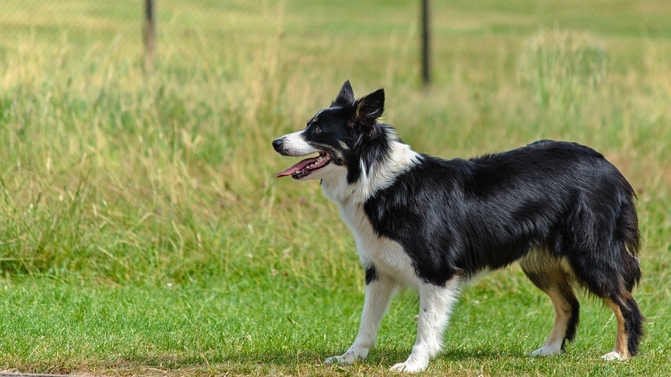 border collie