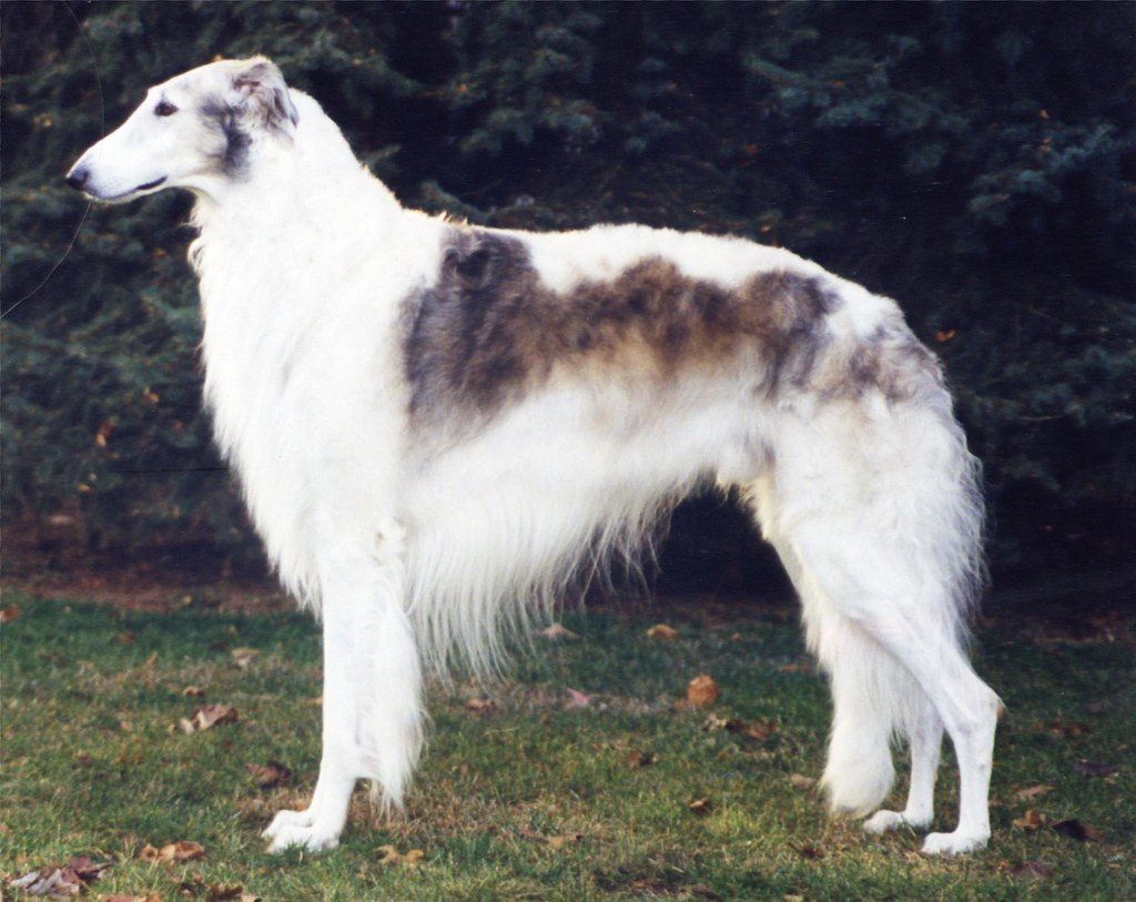 borzoi