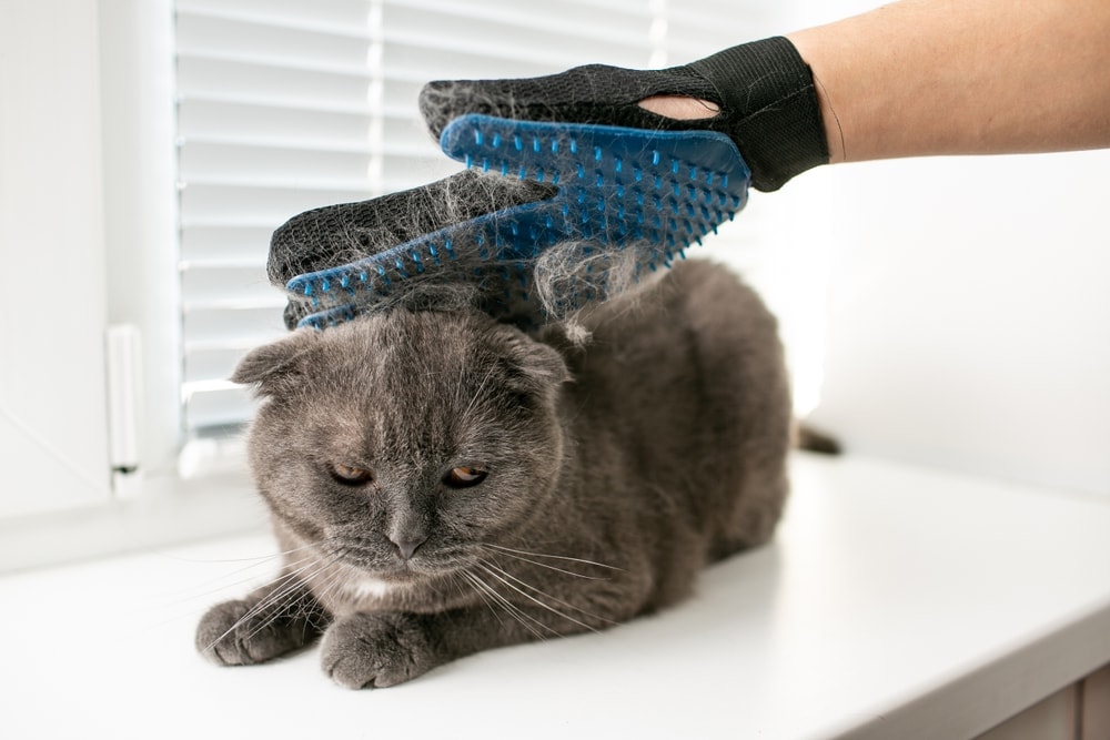 brushing cat