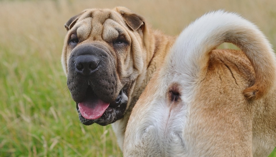 5 Signs Your Dog Has Butt Problems Petsoid 5 Signs Your Dog Has Butt Problems Petsoid