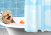 How Often Should You Bathe a Cat?