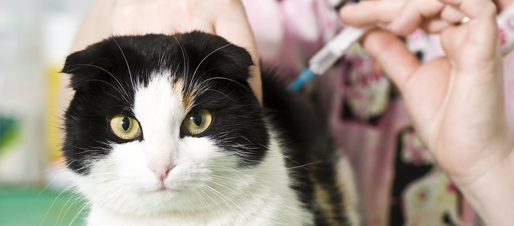 Rabies Vaccines for Cats What you need to know Petsoid