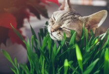 5 Types of Cat Grass You can Grow