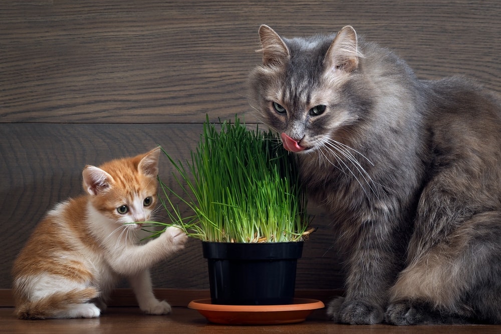 How to Grow Cat Grass at Home? » Petsoid